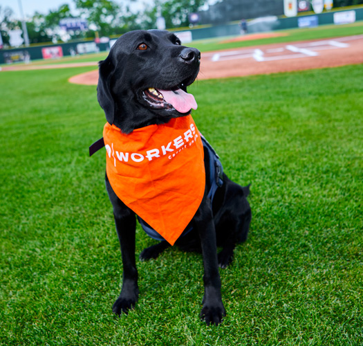Lowell Spinners Casey the Bat Dog